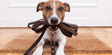 Köpek Gezdiricinizi Seçerken Dikkat Etmeniz Gerekenler