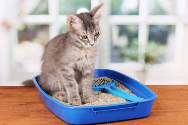 İyi Bir Kedi Kumu Nasıl Olmalı?