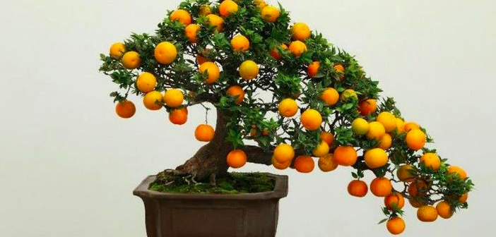 Evinizde Bonsai Yetiştirebilirsiniz