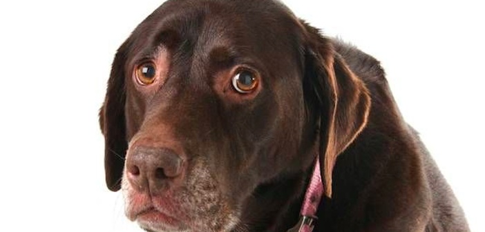İnsanların Yaptığı Köpeklerin Nefret Ettiği 11 Hareket