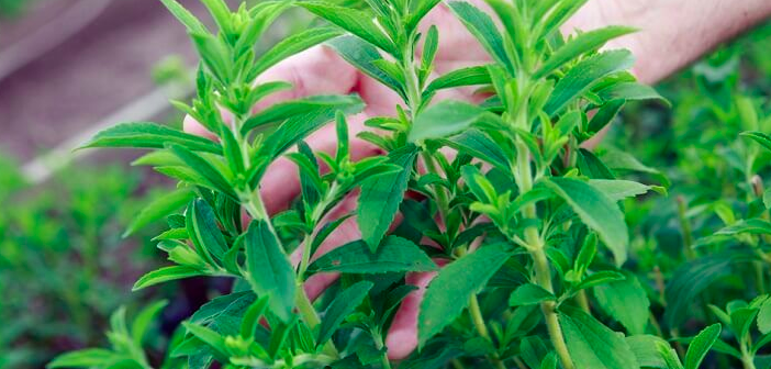 Featured image of post Stevia Bitkisini Evinizde Nasıl Yetiştirirsiniz?