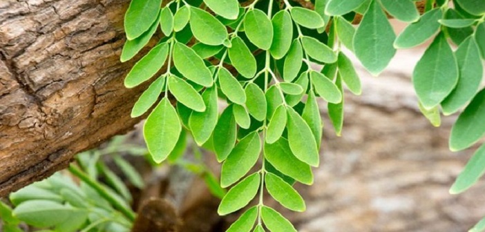 Mucize Ağaç Moringa'nın Faydaları