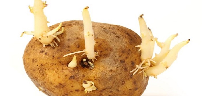 Filizlenen Patates Yenilir mi?