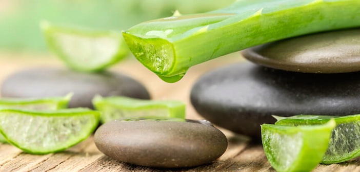 Aloe Vera Bitkisinin Faydaları