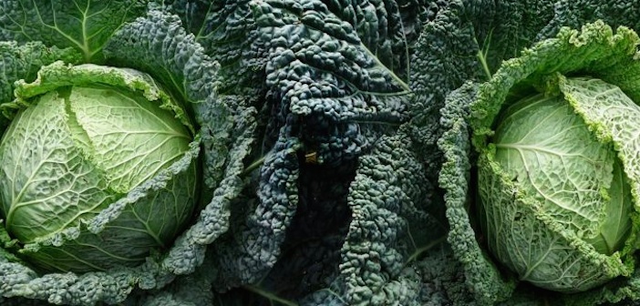 Kale Bitkisini Biliyor Musunuz?