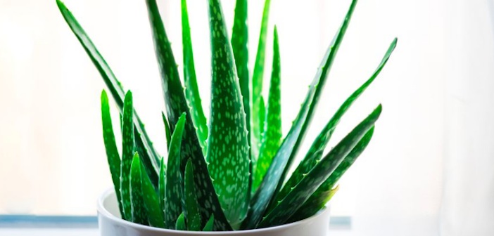 Aloe Vera Bitkisinin Bakımı ve Çoğaltılması
