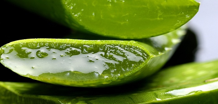 Featured image of post Sivilce için Aloe Vera Kullanmanın 6 Etkili Yolu