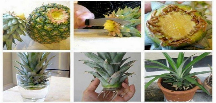 Evde Ananas\u00a0Yetiştirmenin Basit Yöntemi