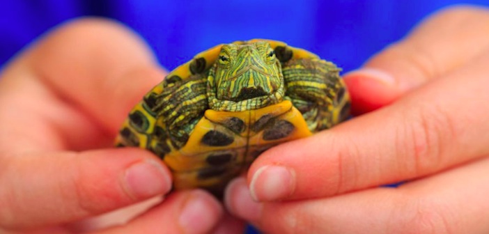Featured image of post Çocuğunuza Pet Shoptan Kaplumbağa Almayın