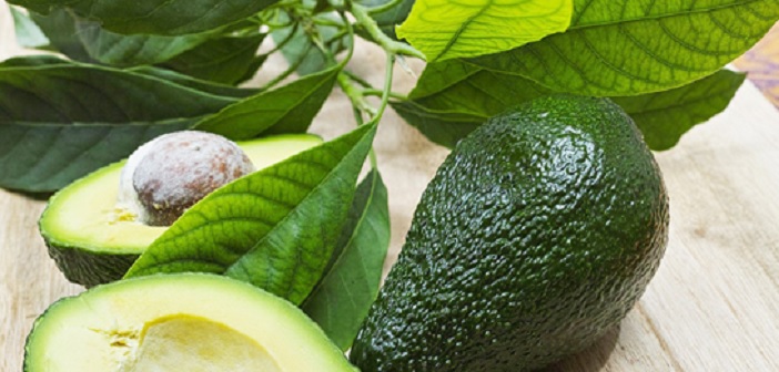 Avokado Yaprağı Çayı Nasıl Yapılır? Faydaları Nelerdir?
