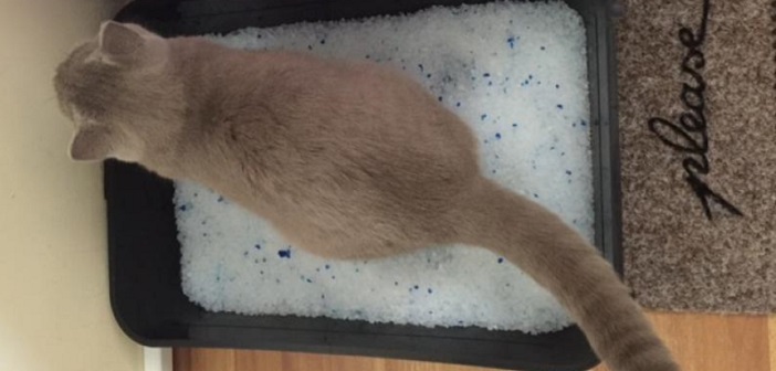 Featured image of post Kedi Kumunun Farklı Kullanımları