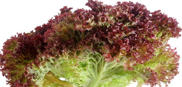 Featured image of post Lollo Rosso'nun Bilmeniz Gereken Faydaları