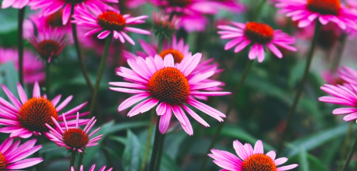 Süper Ekinezya Ekstresi için Tarif