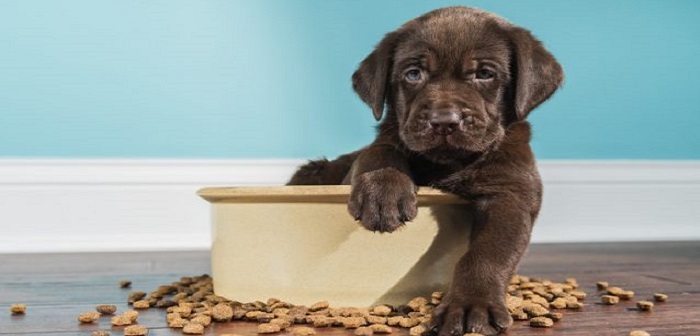 Köpeğinize Verebileceğiniz 9 Sağlıklı Yiyecek