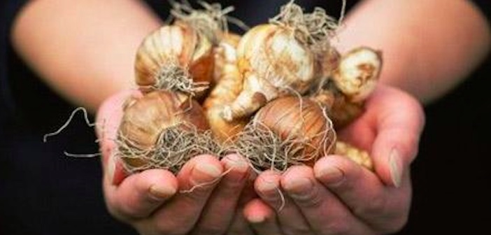 Çiceklerinizin Soğanlarını Gelecek Kışa Saklayın