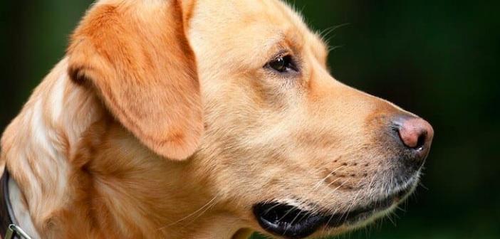 Featured image of post Köpek Sahipleri Dikkat: Akciğer Kurdu Ölümcül Olabilir