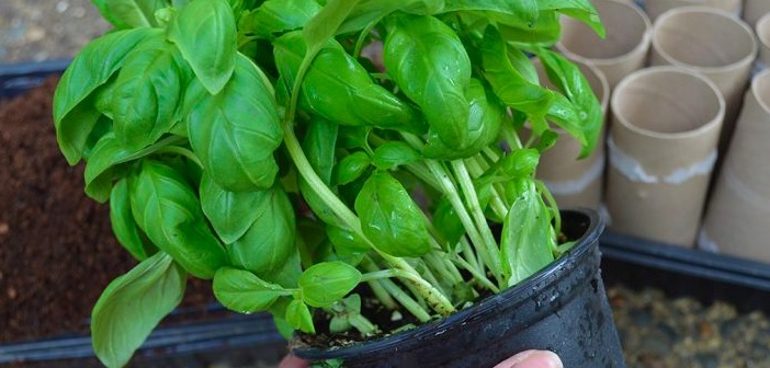 Marketten Alınan Fesleğen Nasıl Yetiştirilir?