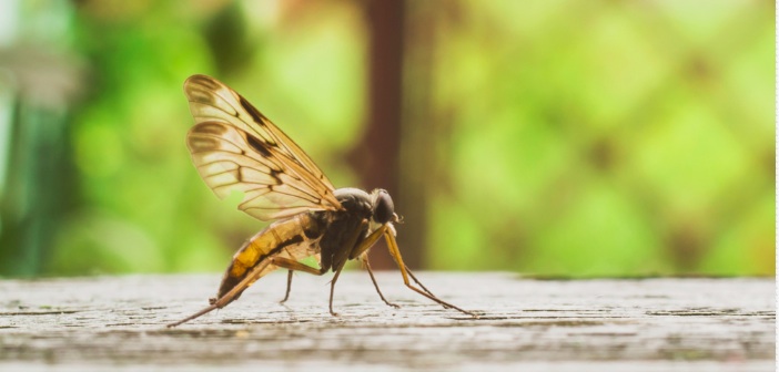 Sivrisinekler Sizi Tercih Etmesinin 5 Nedeni