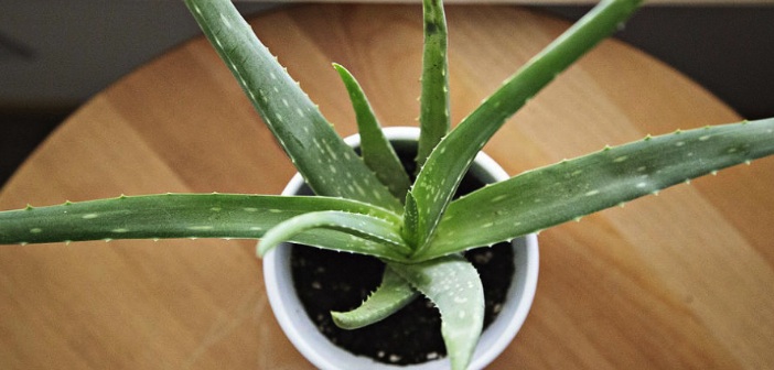Aloe Vera Bitkisi İle Yapabileceğiniz 7 Şey