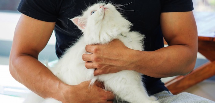Hayvan Tüylerini Giysilerden Çıkarmanın Etkili Yolları