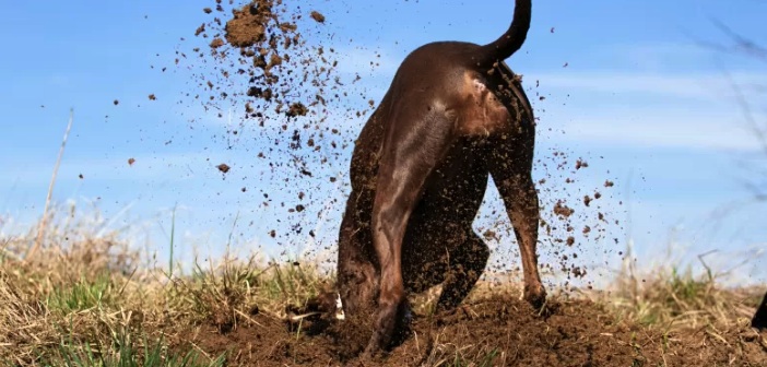 Köpekler Neden Kemik Gömüyor?