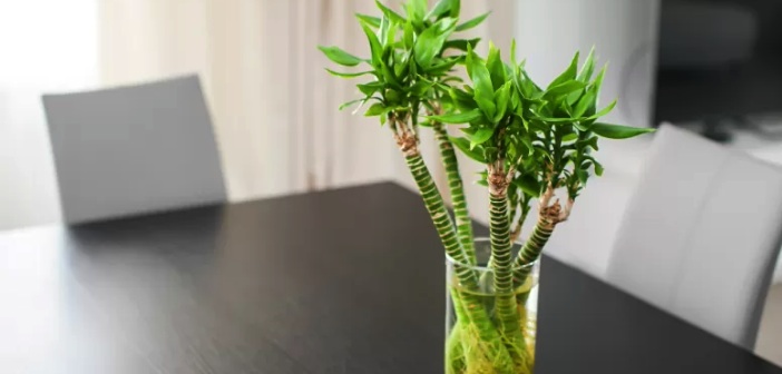Feng Shui için Evde Bambu Bitkisi Nereye Konulmalı?